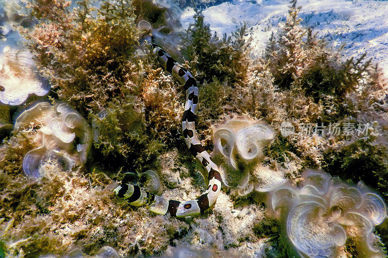 带状蛇鳗(Myrichthys Colubrinus)热带水域